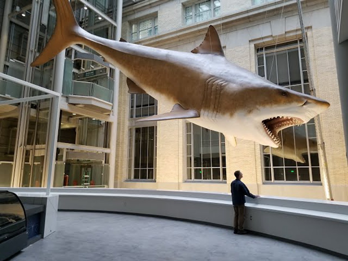 stainless steel shark sculpture (8)